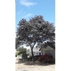 Acacia baileyana purpurea